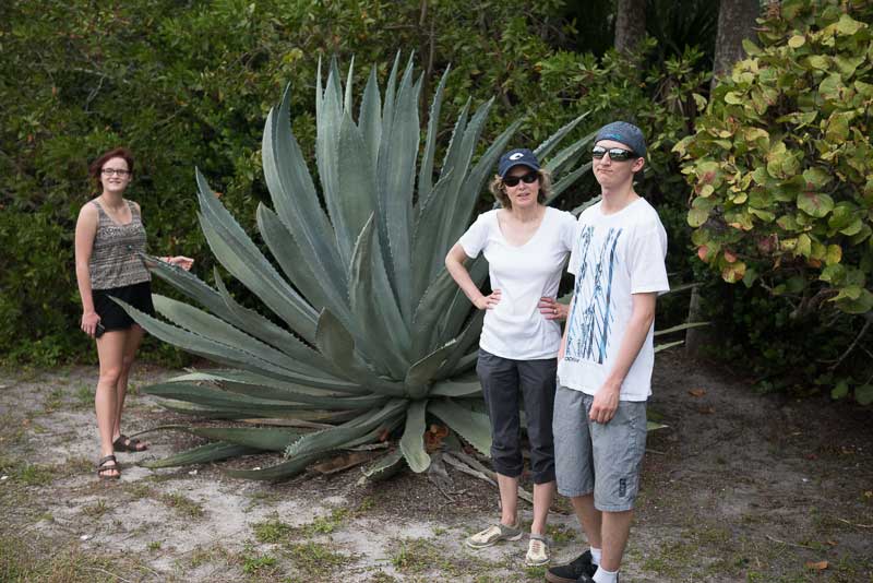 Big Agave!